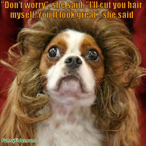 funny dog wearing a wig