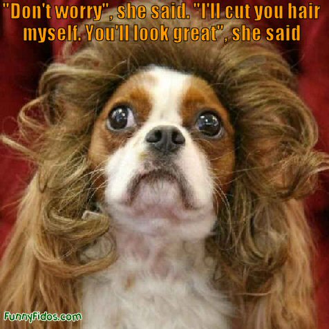 funny pictures of dogs. funny dog wearing a wig