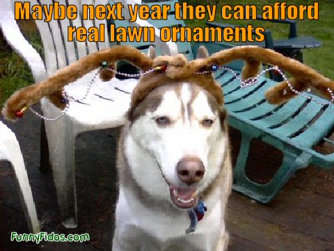 funny dog with antlers on his head