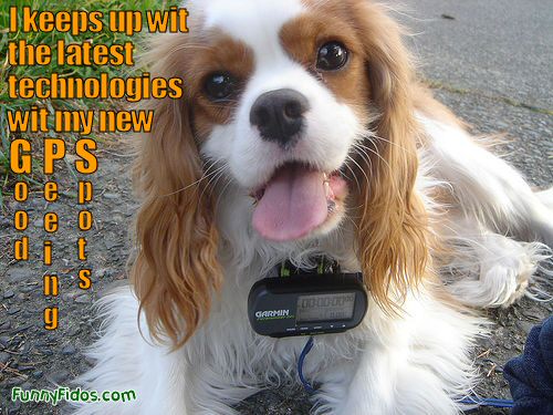 Funny picture of a dog wearing a GPS