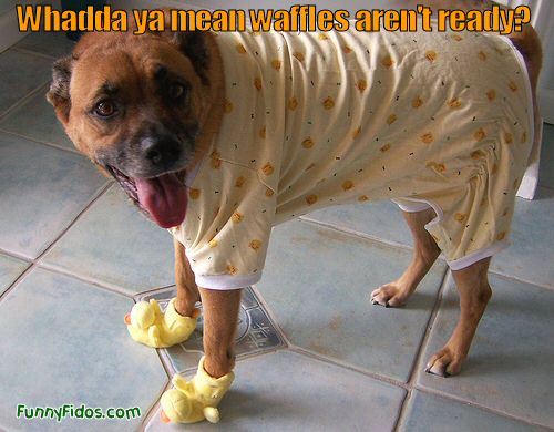 http://www.funnyfidos.com/wp-content/uploads/2009/11/funny-dog-picture-whadda-ya-mean-waffles-arent-ready.jpg