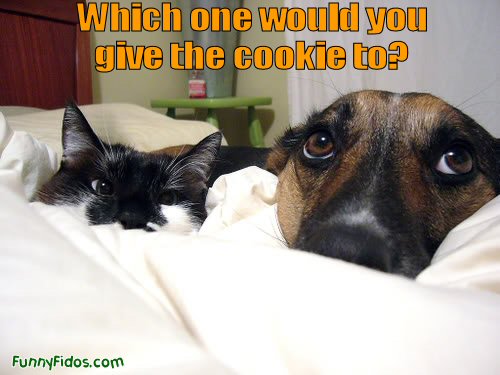 funny-dog-picture-cookie-worthy.jpg