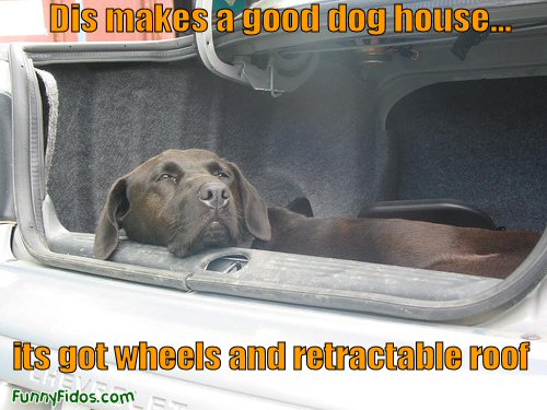 funny dog using car for dog house