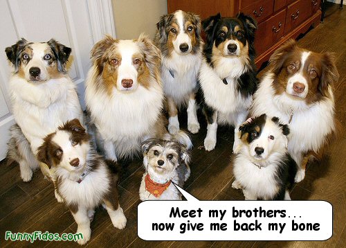 little dog with a lot of brothers