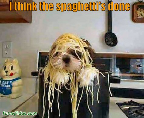 Funny dog with spaghetti on his head