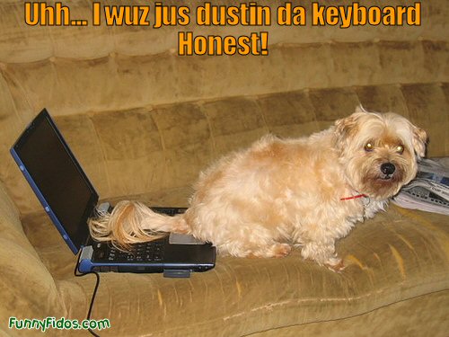 Funny dog doing bad on the computer