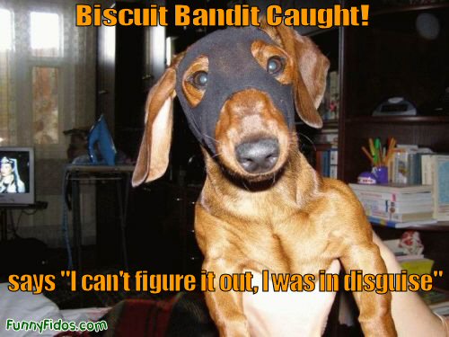 Funny Dachshund dressed in a disguise