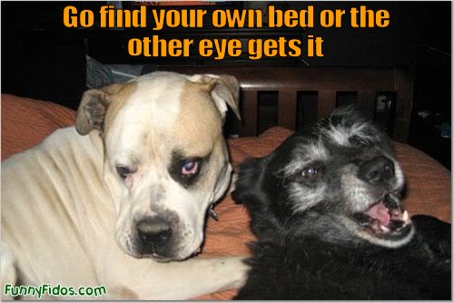 funny dog with a black eye getting threatened