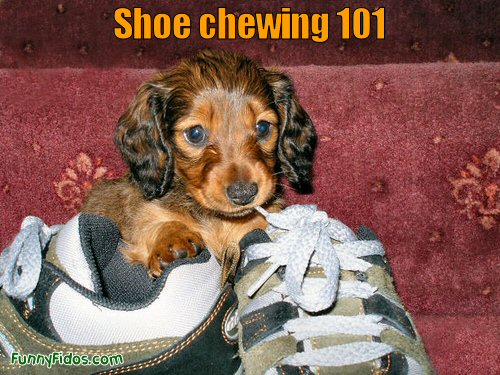 Funny puppy chewing on a shoe string