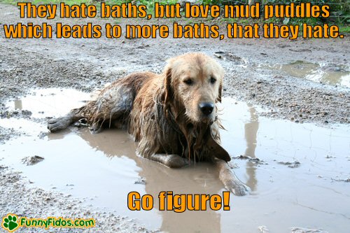 funny Golden Retriever in a mud puddle