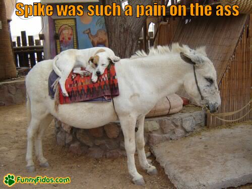 dog sleeping on the back of a donkey