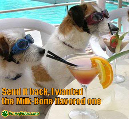 Dogs sitting pool side enjoying some drinks