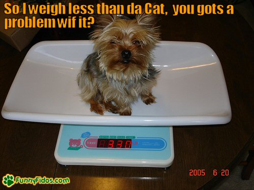 funny yorkie on a baby scale