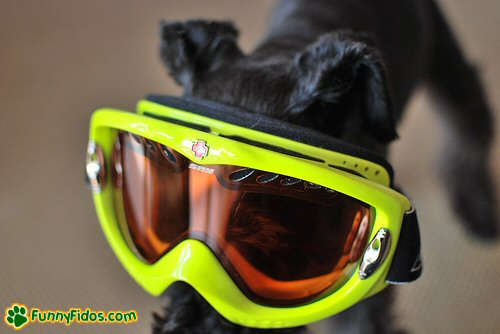 funny dog wearing big goggles