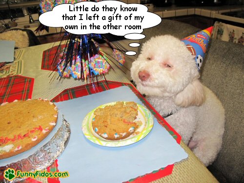 funny birthday dog pictures. Dog celebrating a irthday