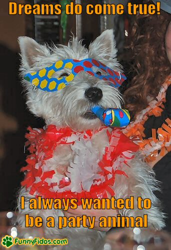 Funny dog dressed in party costume