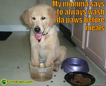 funny puppy pictures. Funny puppy washing his paws