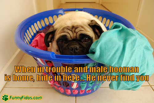 funny pics of pugs. Funny pug hiding in laundry