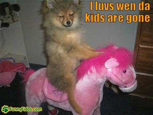 Funny little dog riding a stuffed pony