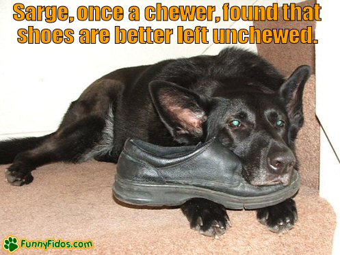 Dog using a shoe as a pillow