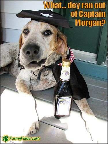 Dog in a pirate outfit with a bottle of wine