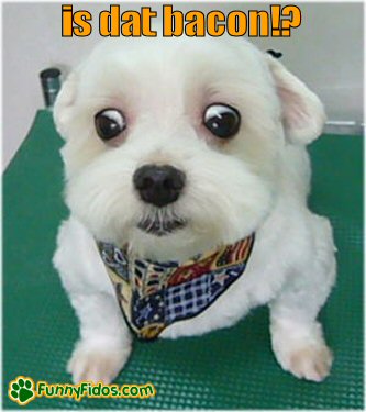 little dog with big eyes wanting bacon