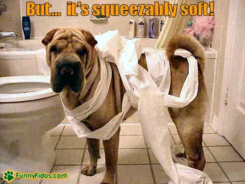 dog wrapped with toilet paper