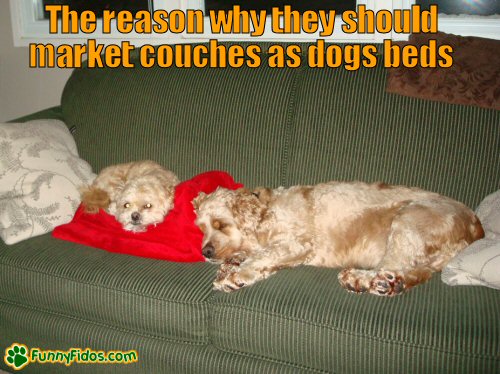 dogs using couch as dog bed