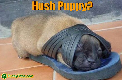 Cute puppy sleeping inside a shoe