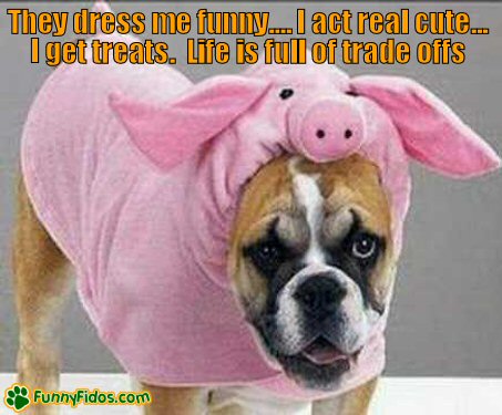 Funny Boxer dog dressed in a pig outfit