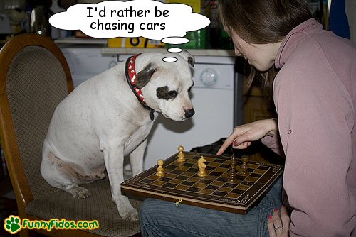 funny-dog-picture-rather-be-chasing-cars Person and a dog playing chess