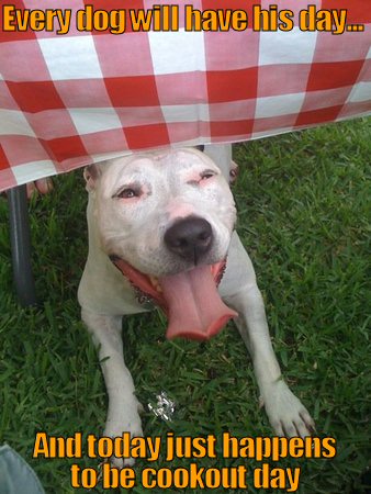 Funny dog at a cookout