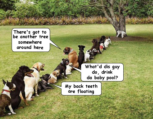 Dogs waiting in line to use the local tree