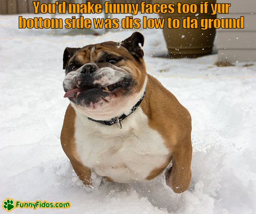 funny dogs in snow