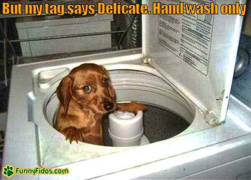 Funny little dog in a washing machine