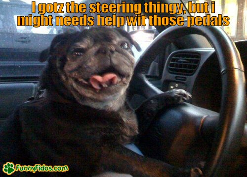 funny dog driving