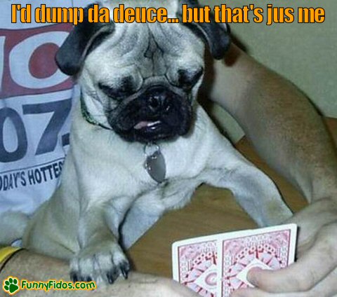 Pug dog studying his cards