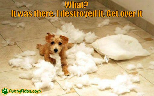 funny little dog destroying a pillow