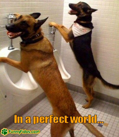 Funny picture of two dogs peeing in urinals