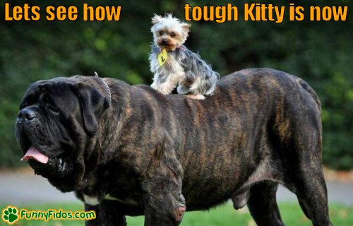 cute little dog hitching a ride on a very big dog