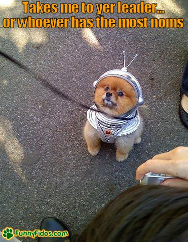 Funny little dog dressed in a spaceman outfit