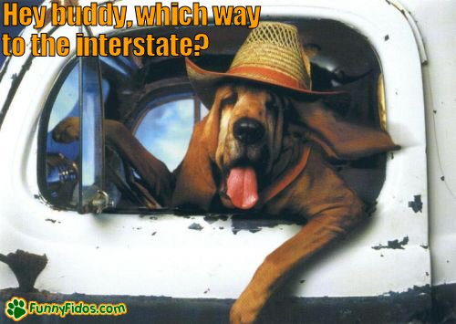 funny-dog-picture-which-way-to-the-interstate Hillbilly dog driving a pick up truck