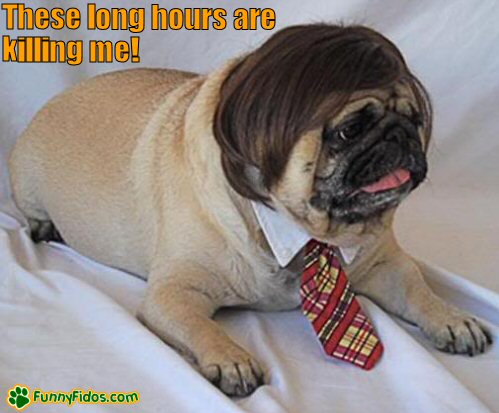 funny-dog-picture-long-hours-killing-me Funny dressed pug
