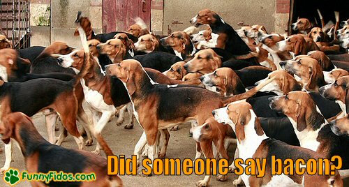 funny-dog-picture-someone-say-bacon