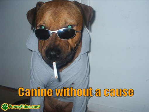 Dog looking tough with a cigarette in his mouth