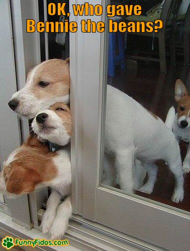 Dogs trying to get some fresh air