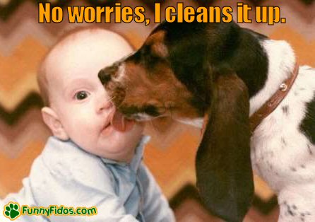 Funny Beagle licking a baby\'s face