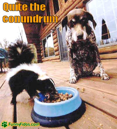 funny-dog-picture-quite-the-conundrum Dog watching a skunk eat his food