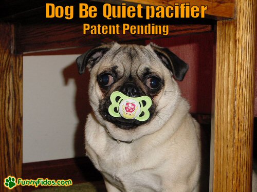 funny-dog-picture-dog-be-quiet Funny pug sucking on a pacifier