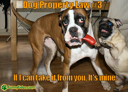 funny-dog-picture-dog-property-law-3.jpg